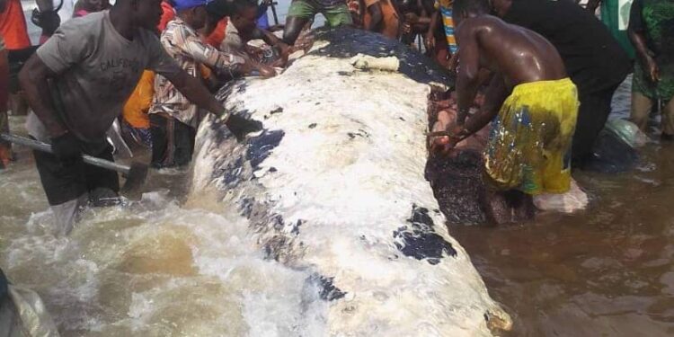 Giant whale yet again captured and butchered in seaside community of Bayelsa