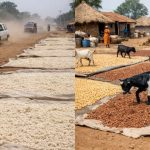 Roadside Food Drying in Nigeria Raises Alarming Health Risks